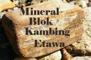 Mineral Blok Untuk Kambing Manfaatnya Sangat Berbeda