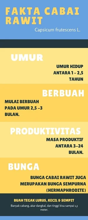 cara menanam cabe di polybag agar berbuah lebat
