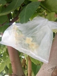 cara mengatasi lalat buah padaa jambu air