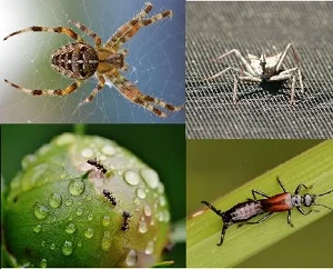 cara mengatasi lalat buah dengan predator alami