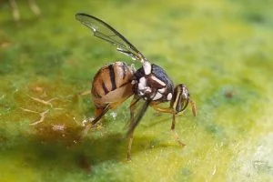 cara mengatasi lalat buah