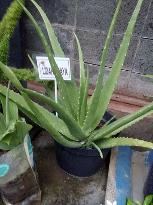 cara menanam lidah buaya agar cepat besar