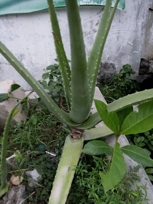cara menanam lidah buaya agar cepat besar