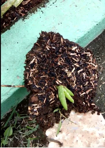 cara mengambil anakan lidah buaya