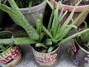 cara menanam lidah buaya agar cepat besar