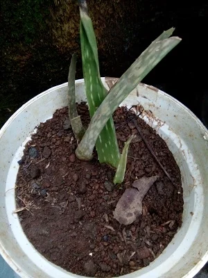 percobaan menanam lidah buaya melalui stek daun