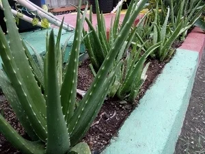 cara menanam lidah buaya agar cepat besar