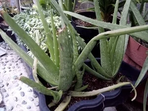 cara menanam lidah buaya agar cepat besar