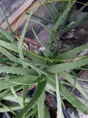 lidah buaya yang batangnya tumbuh semakin panjang dan akhirnya lunglai
