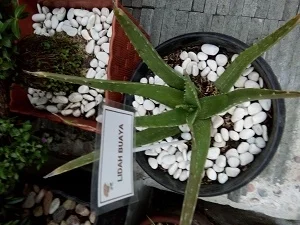cara menanam lidah buaya agar cepat besar