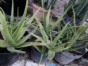 cara menanam lidah buaya agar cepat besar