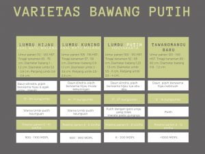 varietas bibit bawang putih dalam cara menanam bawang putih