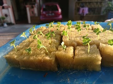 cara menanam sayuran hidroponik