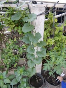 gambar tanaman melon berbuah