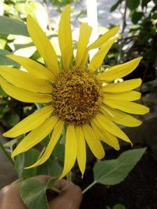 Cara Menanam Bunga Matahari Di Polybag Dengan Pupuk Sederhana