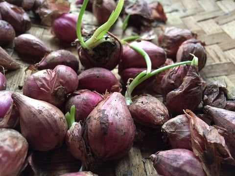 cara menanam bawang merah di polybag