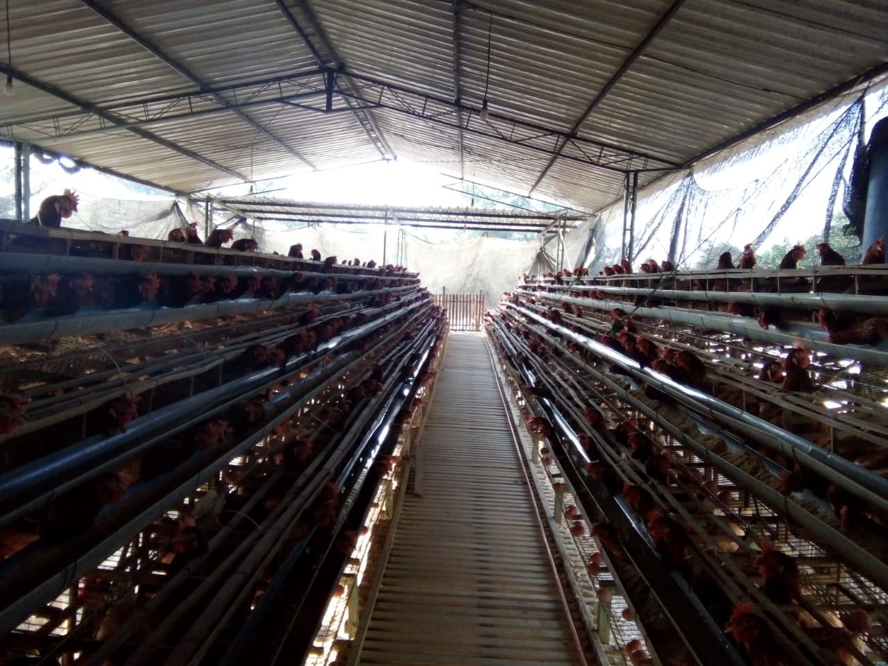 Analisa Ini Sebelum Memulai Usaha Ternak Ayam Petelur