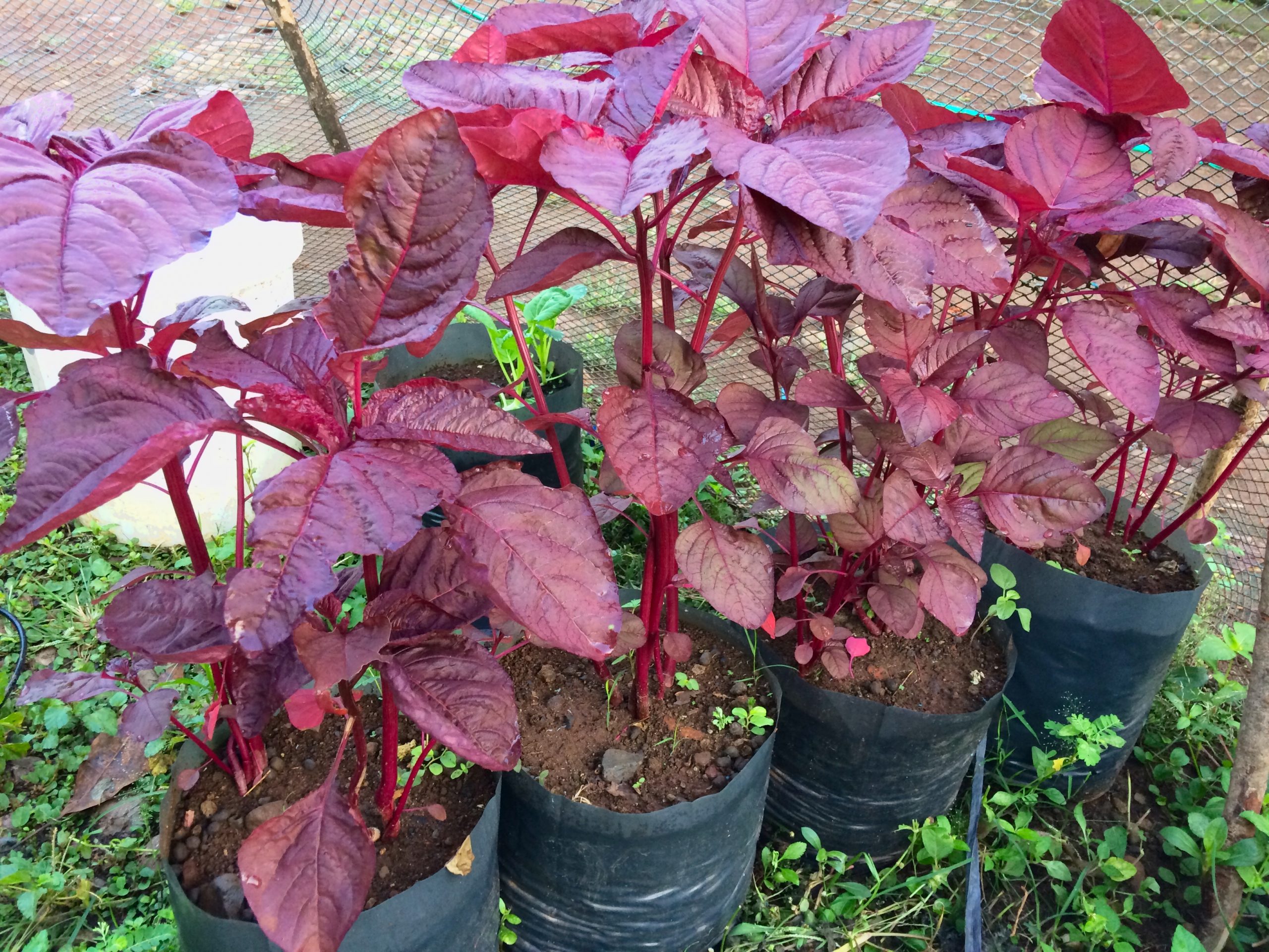 AMARANTHUS TRICOLOR, SANG PAHLAWAN GIZI VEGETARIAN