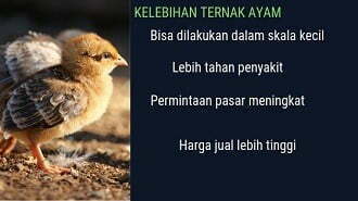 Ternak Ayam Kampung Skala Rumahan