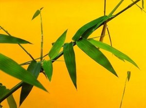 daun bambu obat mencret ternak
