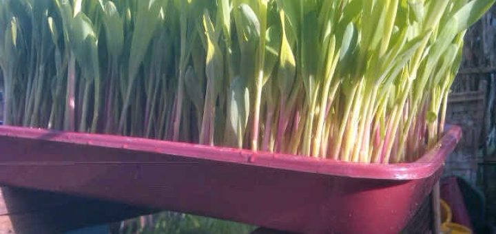 hydroponics corn fodder