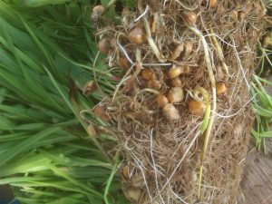 jagung hidroponik terkena jamur