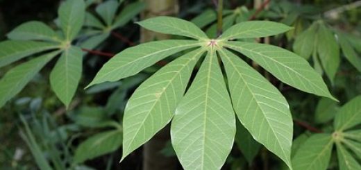 cassava-leaves