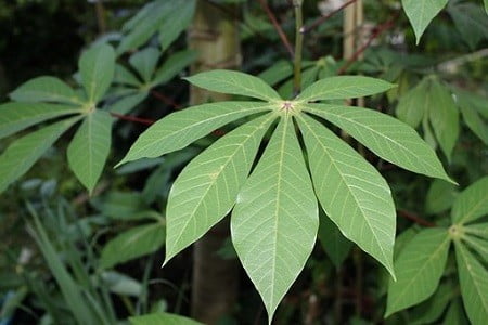 High Protein Cassava Leaves as goat feed