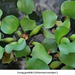 peluang usaha ternak kambing - cara ternak kambing - peternakan kambing - usaha ternak kambing