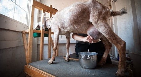 manfaat susu kambing