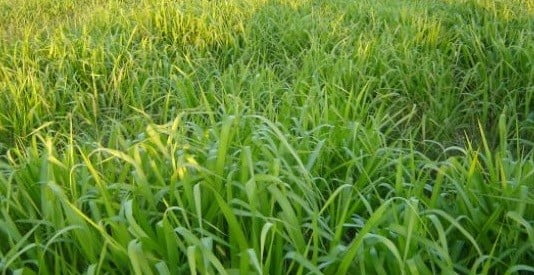 Brachiaria untuk penggemukan domba