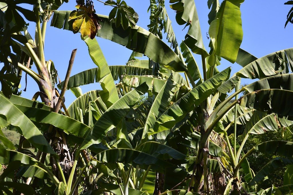 Cara membuat ransum pakan kambing dengan gedebog pisang