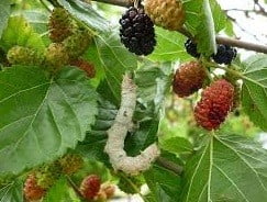 mulberry leaves as a concentrate for crickets