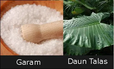 daun talas dan garam sebagai penambah nafsu makan kambing