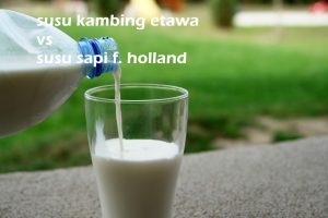 susu-kambing-etawa-vs-susu-sapi