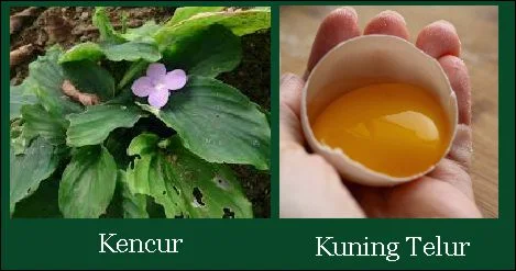 kencur dan kuning telur sebagai penambah nafsu makan kambing