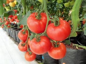 cara-menanam-tomat-hidroponik