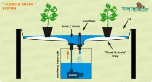 sistem-bertanam-hidroponik-flood&drain