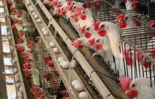 2021 telur ayam petelur harga siap Harga Ayam