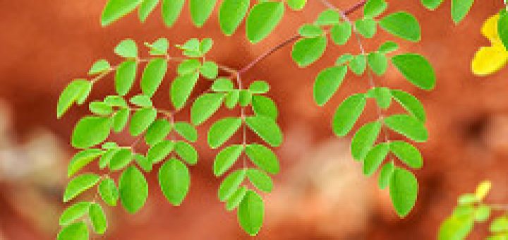 Can We Using Moringa Leaves For Livestock Feed