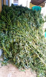 cassava leaves for the goat feed