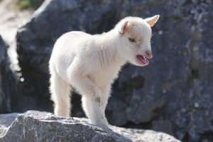 getting-the-goat-female-kid