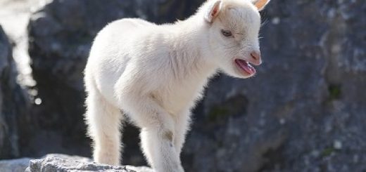 getting-the-goat-female-kid