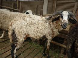 peluang usaha ternak kambing - cara ternak kambing - peternakan kambing - usaha ternak kambing