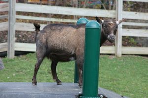 peluang usaha ternak kambing - cara ternak kambing - peternakan kambing - usaha ternak kambing