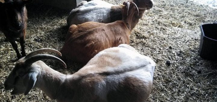 how to detect pregnancy in goats