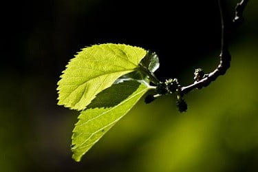 mulberry leaves for crickets feed