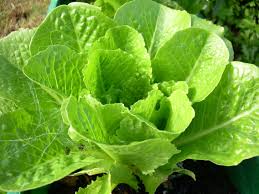 mustard for crickets leaves