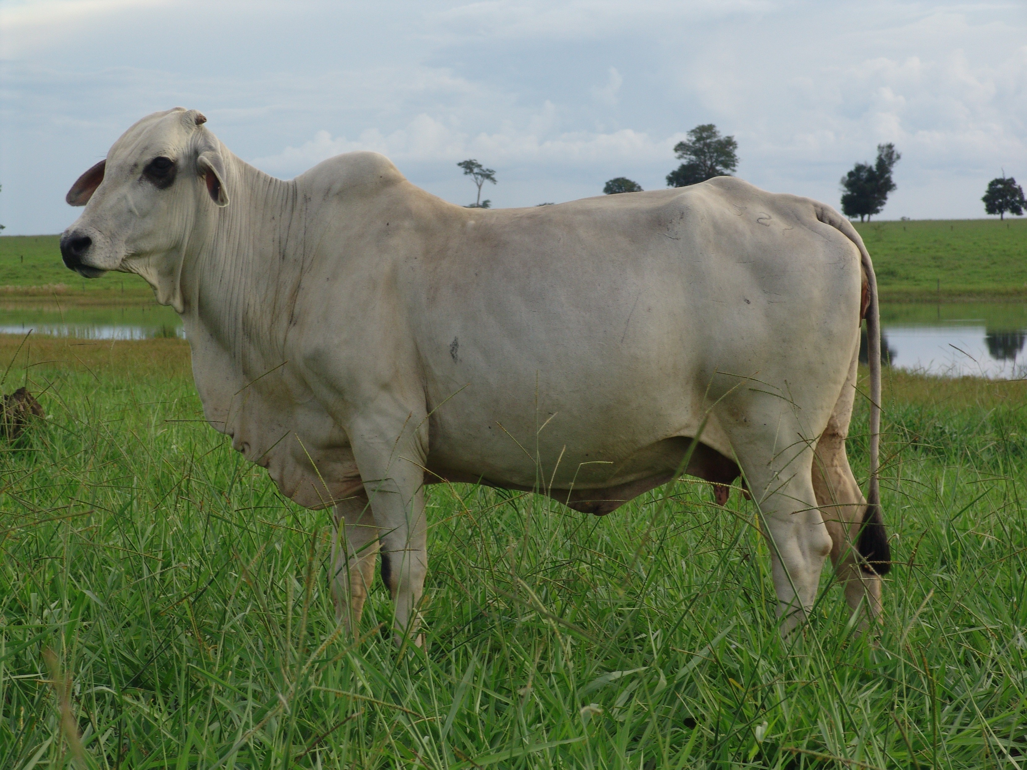 sapi peranakan ongole - Joynim Farm