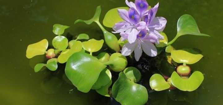 water hyacinth as animal feed